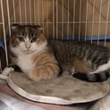 折れ耳スコ風三毛美猫