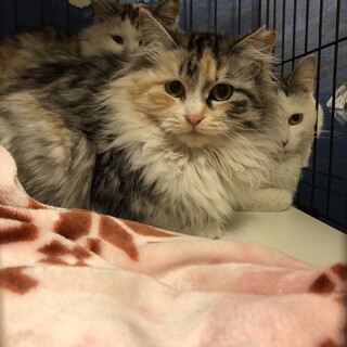 グレイスフルな長毛三毛