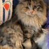 グレイスフルな長毛三毛 サムネイル2