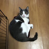 おもち