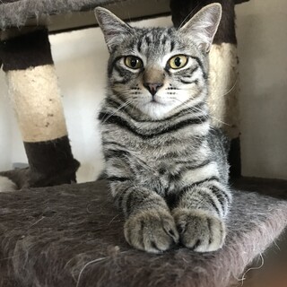濃いキジトラの男の子