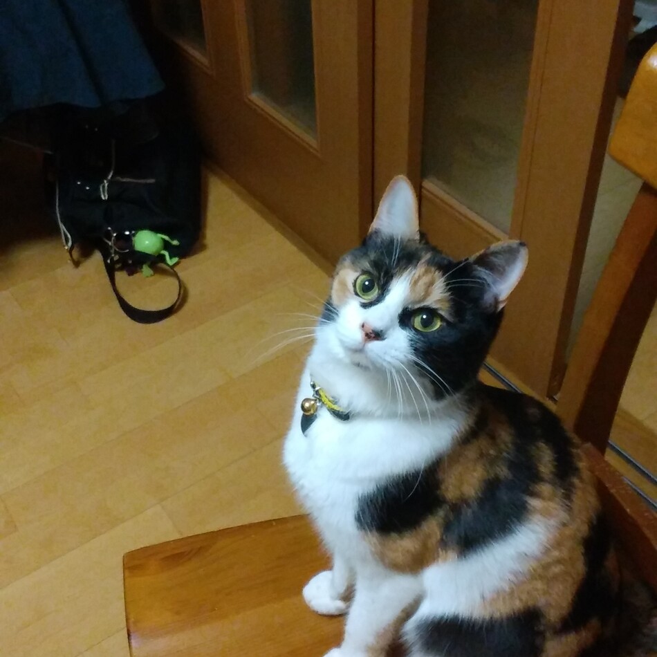 もなかのカバー写真