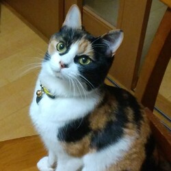 「どう？　似てるかな？」サムネイル2