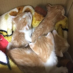 「春が来てます！！」サムネイル2