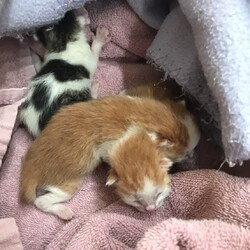 「春が来てます！！」サムネイル3