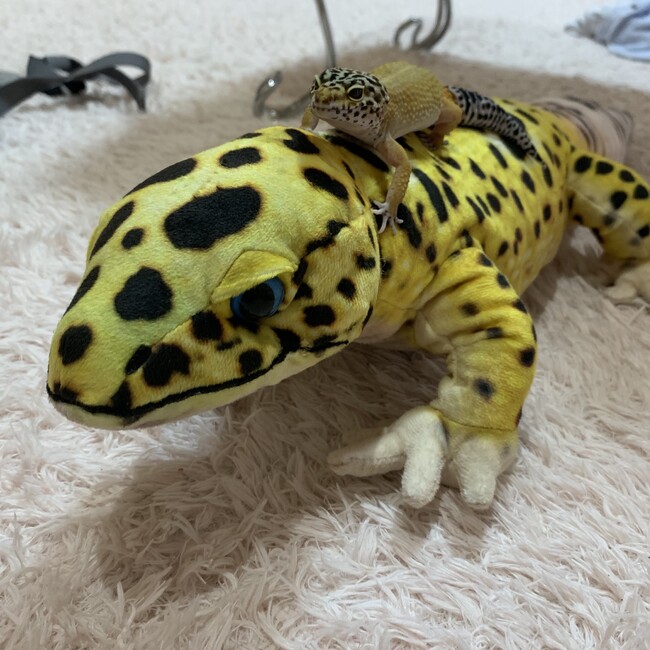 サガリのカバー写真