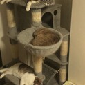 スコティッシュ3匹を2年間という条件付きで引き取っ