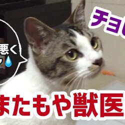 【5期生♡チョビ様】また大量吐きで病院へ