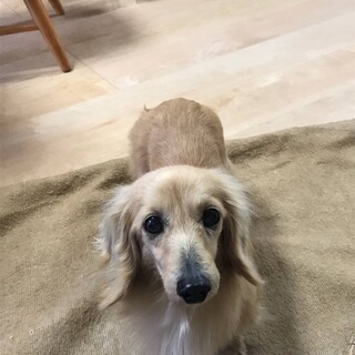 ダックスの女の子：なぎちゃん