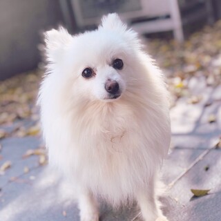 真っ白ポメのテンちゃん