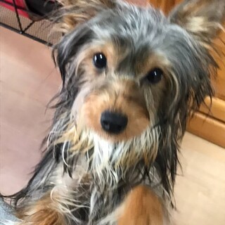 ヨーキーの男の子＊陽くん