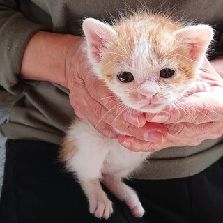 募集一時停止　茶トラ男の子　チョコくん☆