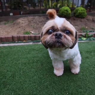 シーズー男の子＊もぐ君