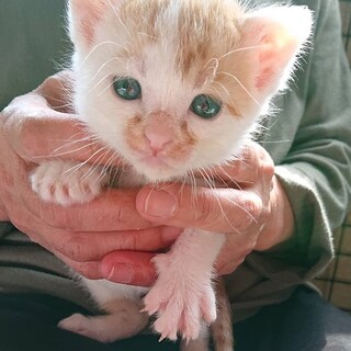 募集一時停止　茶トラ男の子　モカくん☆