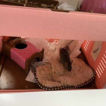 トンネルもう慣れた