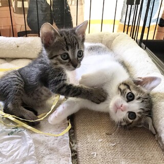 2/17生まれの子猫たち、親子一緒にお願いします