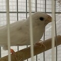 白十姉妹 男の子 2歳