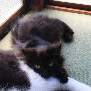 募集一時停止　黒猫小柄な男の子　みやび☆