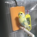 セキセイインコ ♀イエローパイド