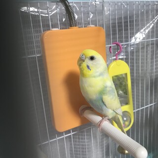 セキセイインコ ♀イエローパイド
