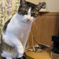ぴぃ