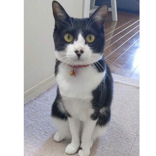 のんびり屋さんの　ウーロン♀　