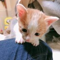可愛い子猫ちゃん姉妹