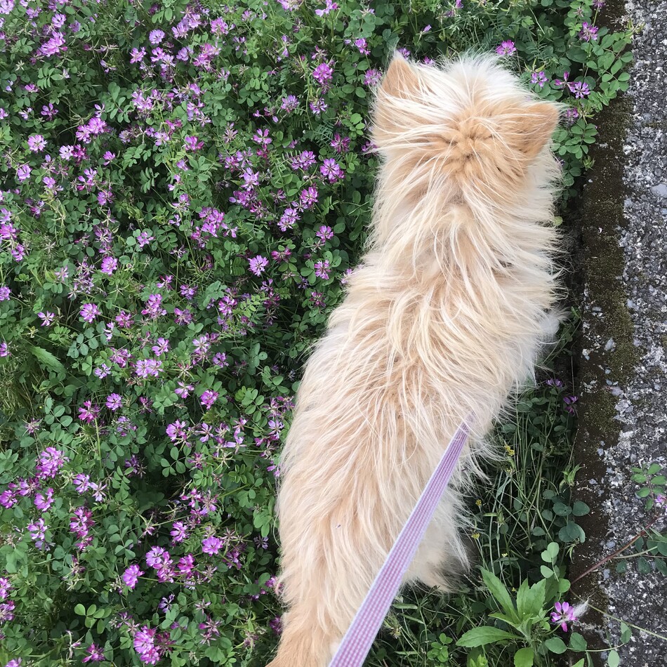 つばさのカバー写真