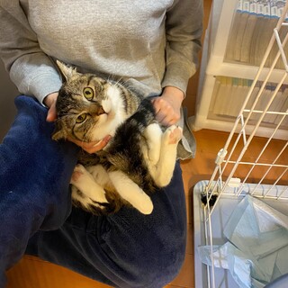 短い足のシロキジ、ふくくん