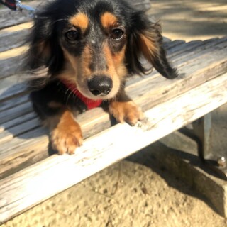 アイコちゃん　カニヘンダックス　３歳くらい　女の子