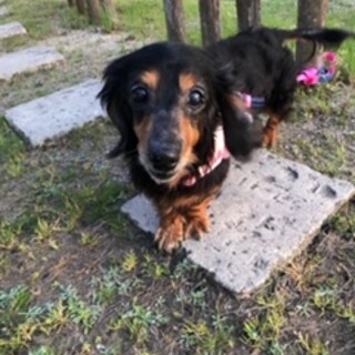 ブランシェちゃん　カニヘンダックス　８～１０歳　