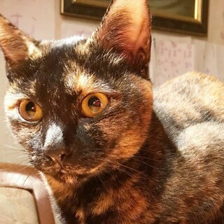 小柄でかわいいサビ　多頭飼育放棄