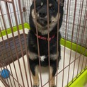 急募 豆柴の男の子 黒