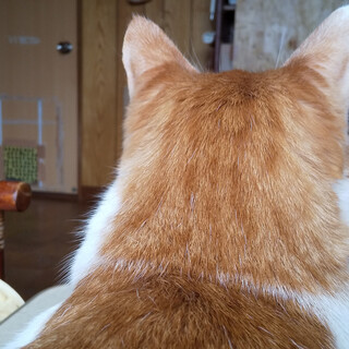 「前世はイヌです」。