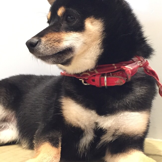 yuchitanのカバー写真