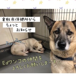 「倉敷市保健所から譲渡についてのお知らせ→双方卒業！」サムネイル1