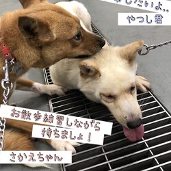 「倉敷市保健所から譲渡についてのお知らせ→双方卒業！」サムネイル3