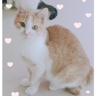 マイペースな甘えたさん「ぺろこちゃん」♪