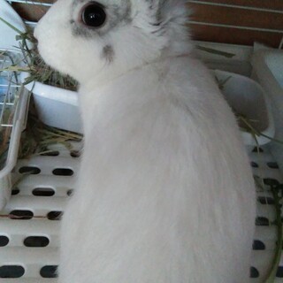 保護うさぎ　ひかる