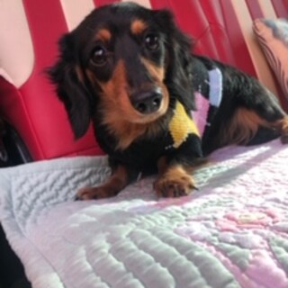 リッツちゃん　カニヘンダックス　３歳くらい　女の子