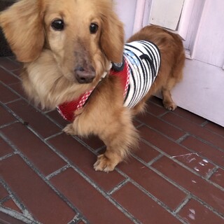 ミニチュアダックス　５歳くらい　男の子