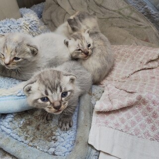 子猫もらって!(応募者多数のため一時募集停止中)