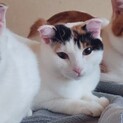 スコ混じりの折れ耳美人猫ちゃん
