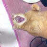 ねこ5