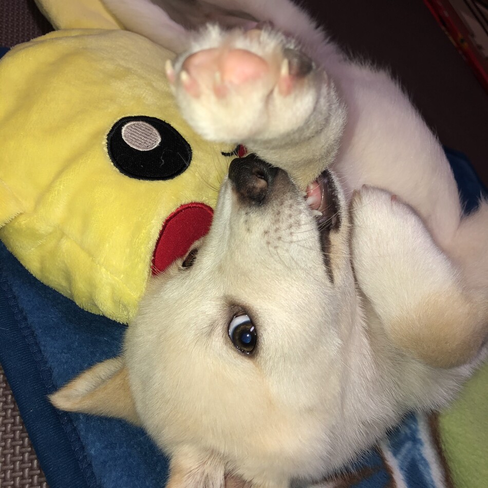 一悟のカバー写真