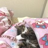 さーめろ♡