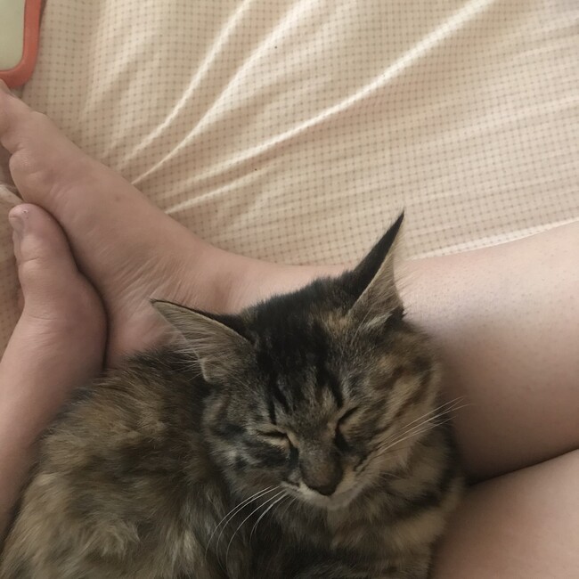 さーめろ♡のカバー写真