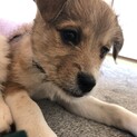 MIX小型犬