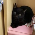 オッドアイの黒子猫