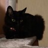 オッドアイの黒子猫 サムネイル3